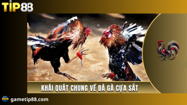 đá gà cựa sắt là bộ môn cá cược được yêu thích